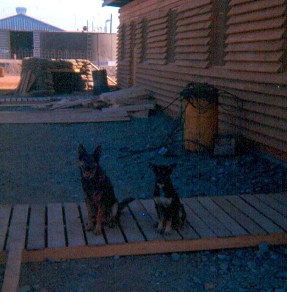 Our Pets In Front Of The Guard Quarters
