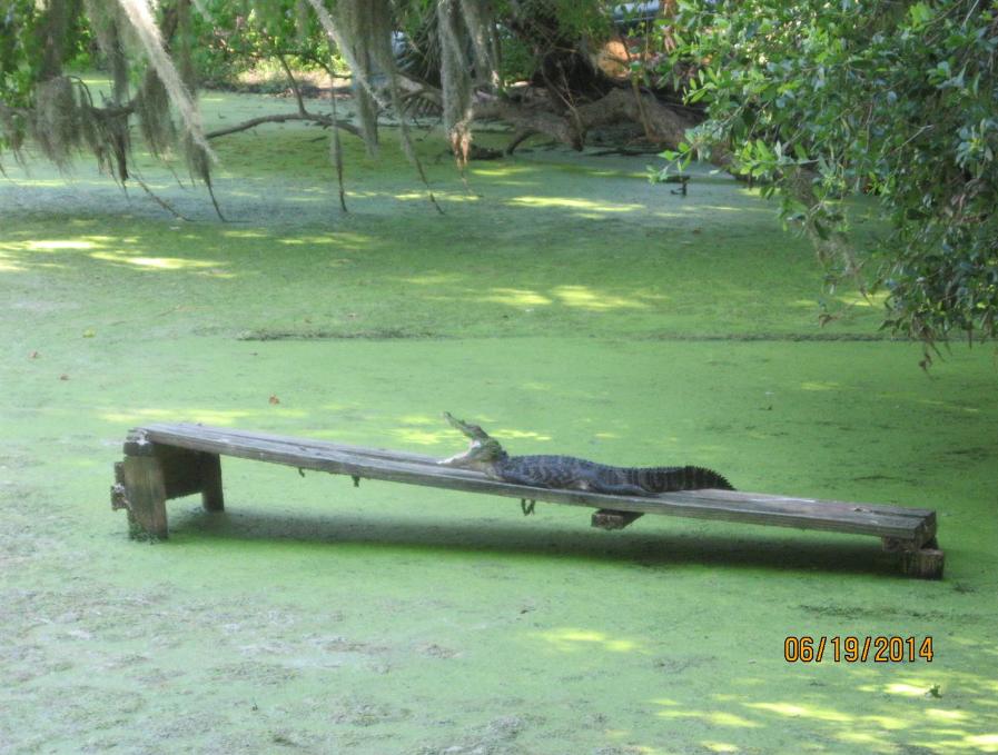 Wildlife At Magnolia Gardens - Photo courtesy of Tom & Rose LeMoine