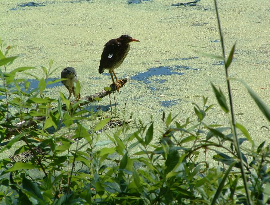 Wildlife At Magnolia Gardens - Photo courtesy of Randy & Jan Richmond.