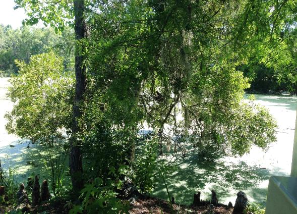 Wildlife At Magnolia Gardens - Photo courtesy of Keith & Sue Rowell.