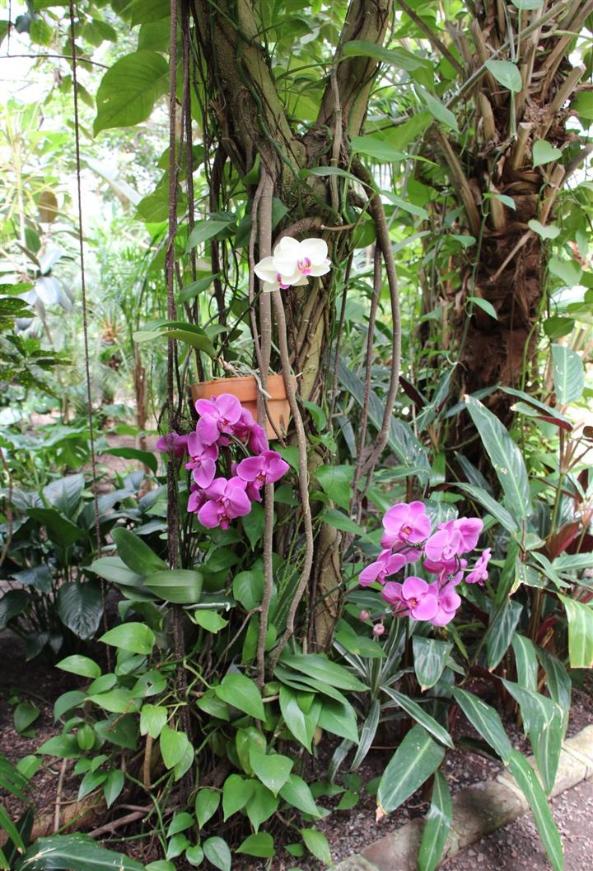 Magnolia Garden Flowers - Photo courtesy of Tom & Lilia Poston.