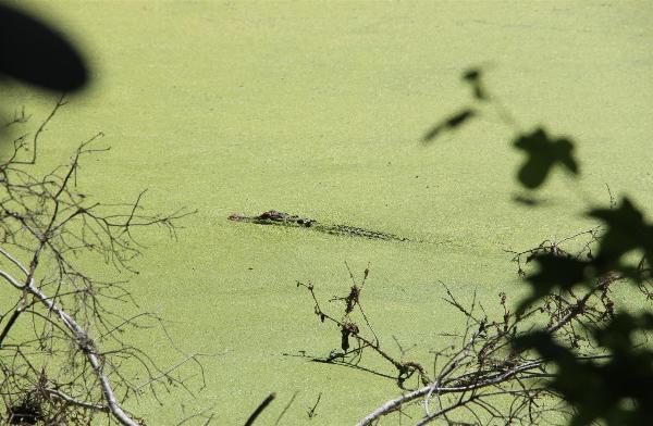 Wildlife At Magnolia Gardens - Photo courtesy of Tom & Lilia Poston.