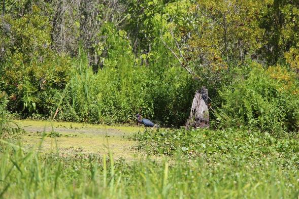 Wildlife At Magnolia Gardens - Photo courtesy of Tom & Lilia Poston.