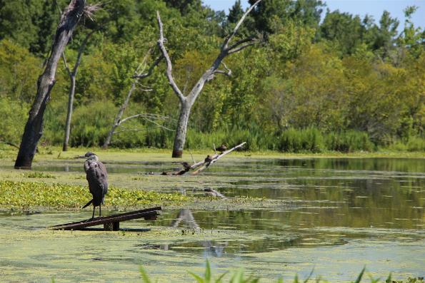 Wildlife At Magnolia Gardens - Photo courtesy of Tom & Lilia Poston.