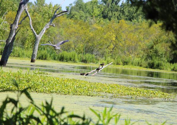 Wildlife At Magnolia Gardens - Photo courtesy of Tom & Lilia Poston.