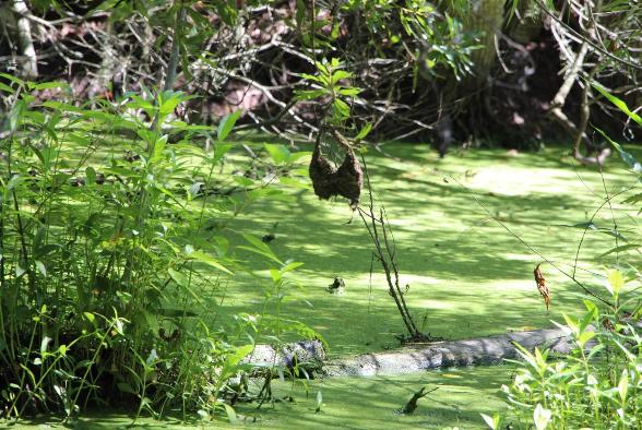 Wildlife At Magnolia Gardens - Photo courtesy of Tom & Lilia Poston.