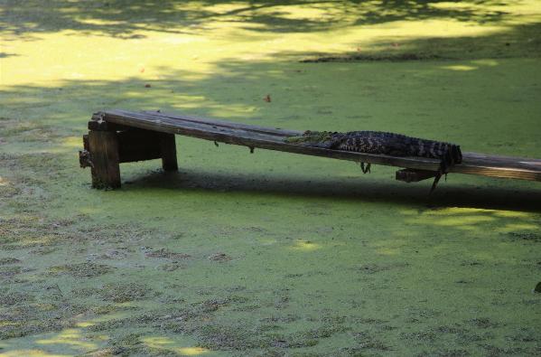 Wildlife At Magnolia Gardens - Photo courtesy of Tom & Lilia Poston.