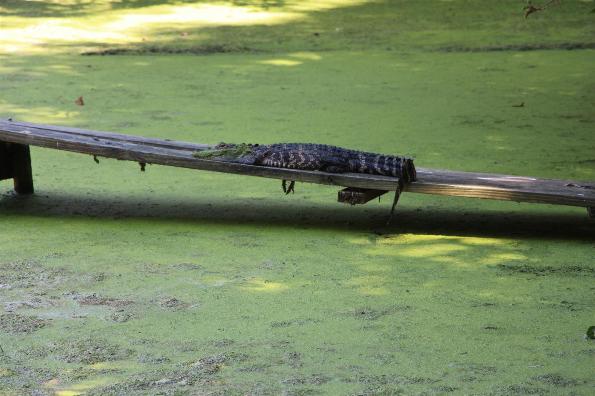 Wildlife At Magnolia Gardens - Photo courtesy of Tom & Lilia Poston.