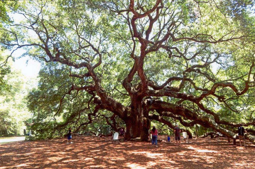 Magnolia Gardens - Photo courtesy of Rose Prado & Carlos Sisneros
