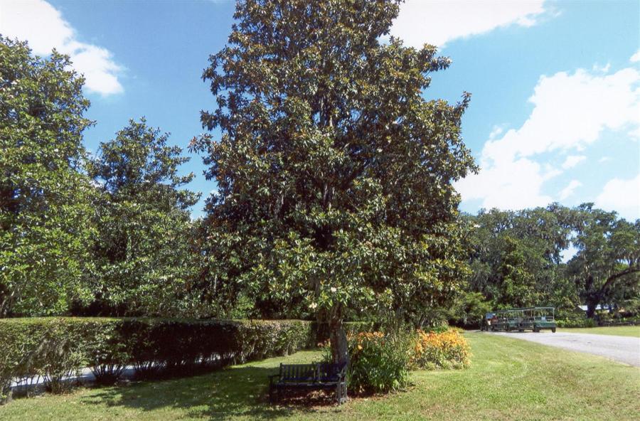Magnolia Gardens - Photo courtesy of Rose Prado & Carlos Sisneros
